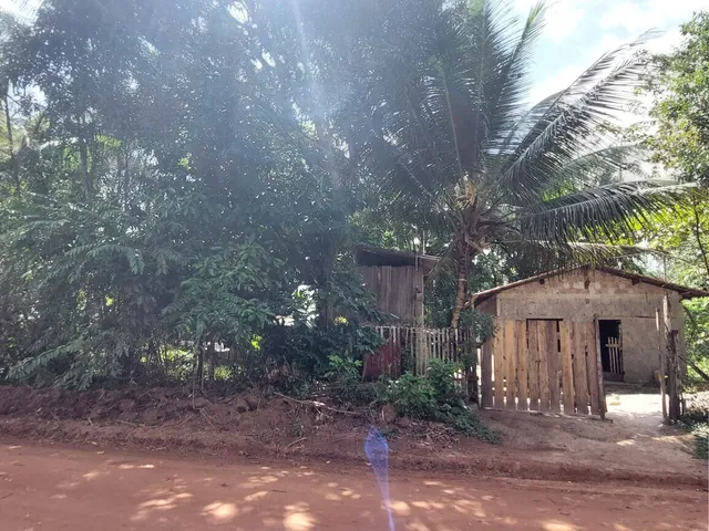 Imagem 11: Terreno no Loteamento DENPASA na estrada de mosqueiro 100 x 1000 plantio de açaí