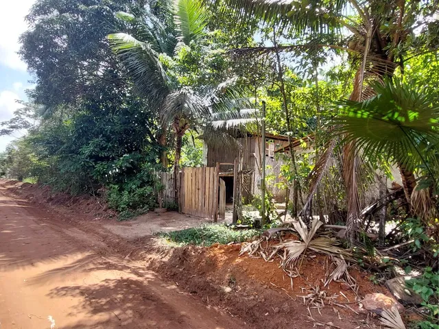 Imagem 14: Terreno no Loteamento DENPASA na estrada de mosqueiro 100 x 1000 plantio de açaí