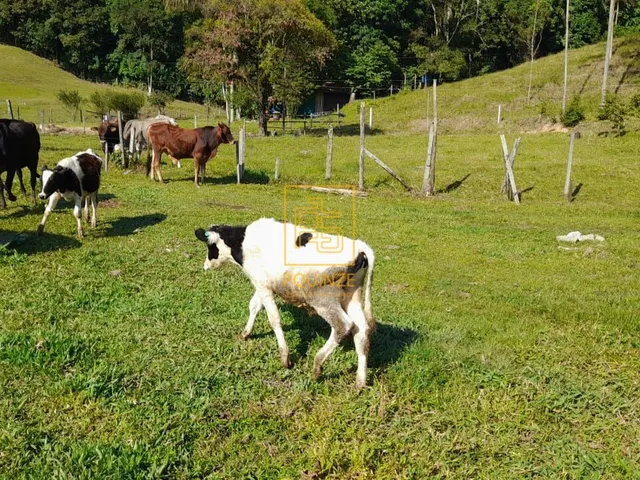 Imagem 5: Sítio encantador a poucos minutos do centro de Timbó