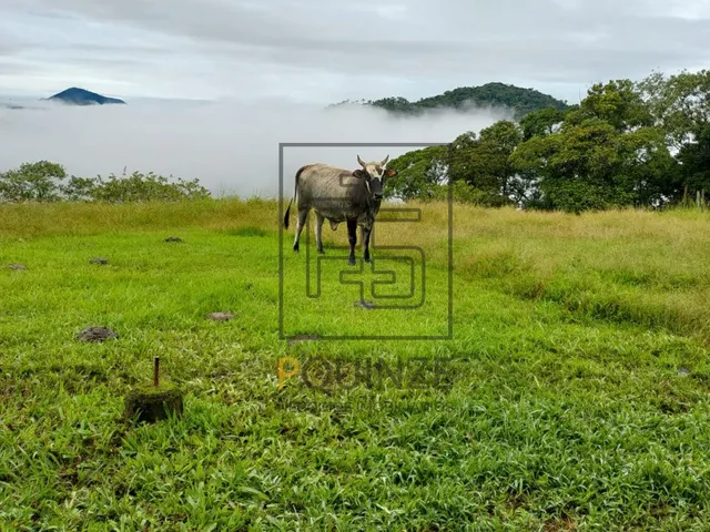 Imagem 9: SÍTIO - VILA ITOUPAVA - BLUMENAU