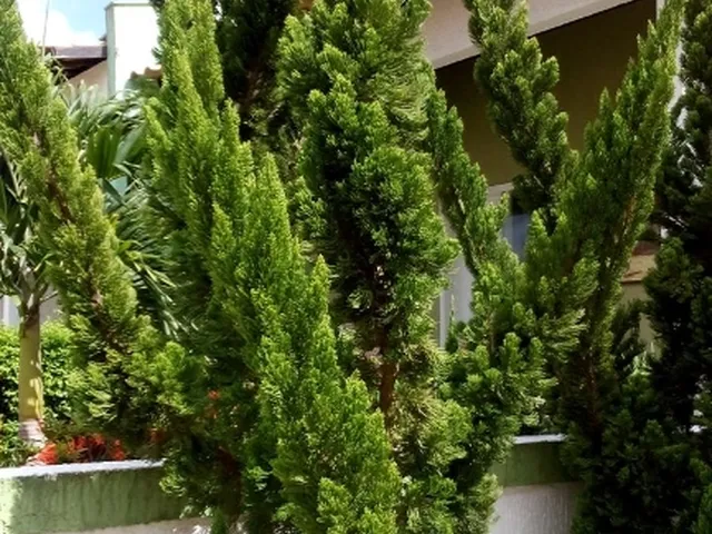 Imagem 11: Casa cond. Green clube I