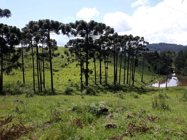 Imagem 14: Sitio Serra Grande Tres Coroas - Gramado