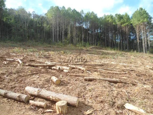 Imagem 6: SÍTIO PRÓXIMO AO CENTRO DE GRAMADO