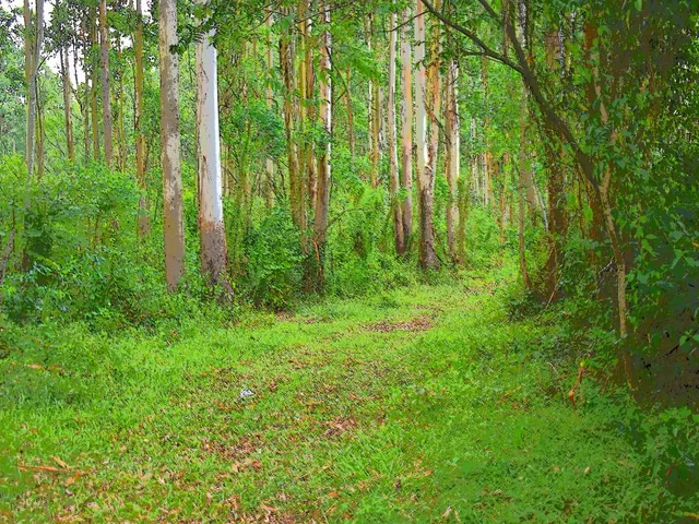 Imagem: 47.000 M² Frente para o Rio Caí - na Cidade