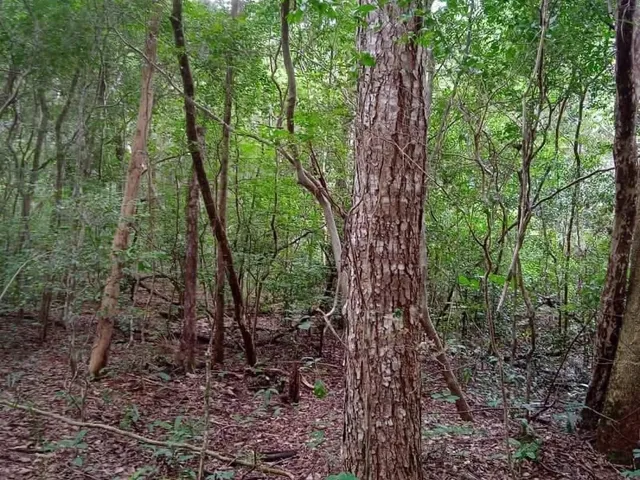 Imagem: A fazenda possui 619m² de Área e está localizado em Area