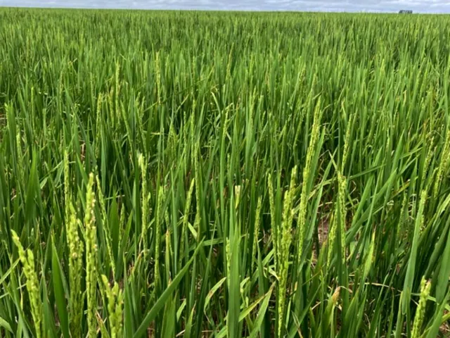 Imagem: Fazenda alto padrão para venda na região