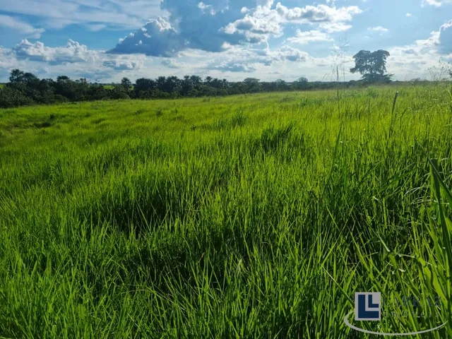 Imagem 14: Fazenda dupla aptidao para venda na região de Duere-TO com 1.339 hectares, excelente