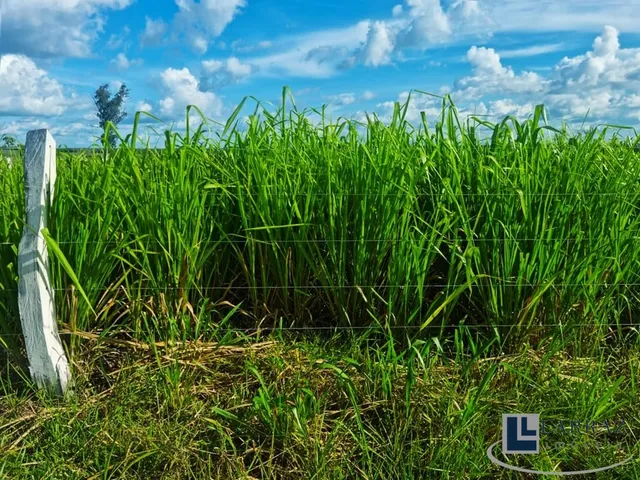 Imagem 4: Fazenda dupla aptidao para venda na região de Duere-TO com 1.339 hectares, excelente