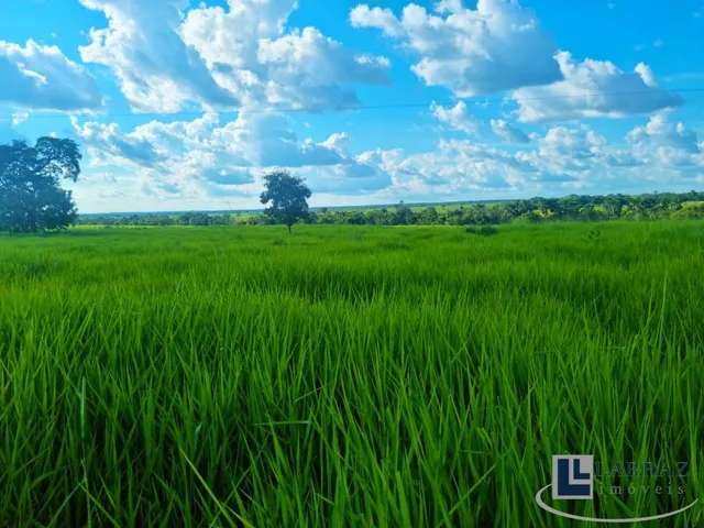 Imagem 12: Fazenda dupla aptidao para venda na região de Duere-TO com 1.339 hectares, excelente