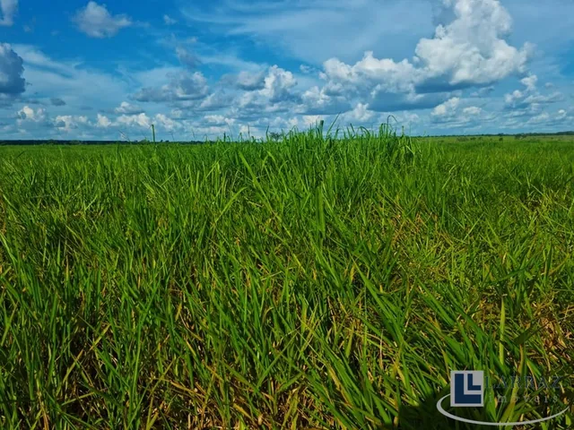 Imagem 6: Fazenda dupla aptidao para venda na região de Duere-TO com 1.339 hectares, excelente