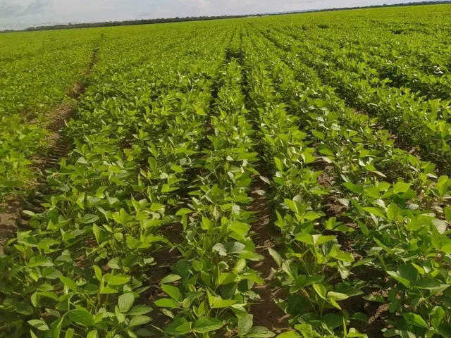 Imagem: Fazenda dupla aptidão para venda na região