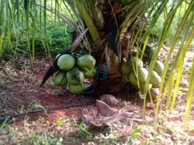 Imagem 2: OPORTUNIDADE PRÉDIO A VENDA EM EXTREMOZ / PRÉDIO COMERCIAL Á VENDA EM EXTREMOZ