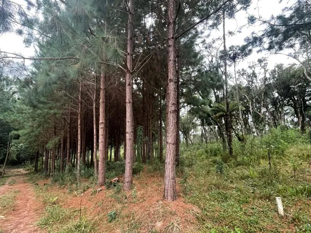 Imagem 3: CHÁCARA ESCRITURADA EM CAMPO ALEGRE | BATEIAS DE BAIXO | 30535 M²