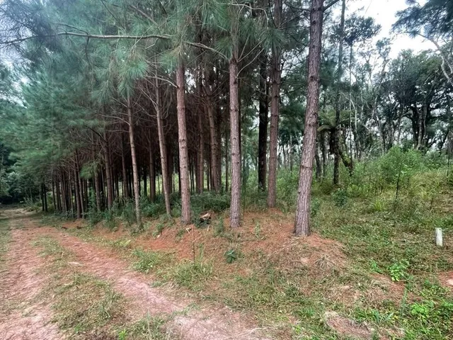 Imagem 2: CHÁCARA ESCRITURADA EM CAMPO ALEGRE | BATEIAS DE BAIXO | 30535 M²
