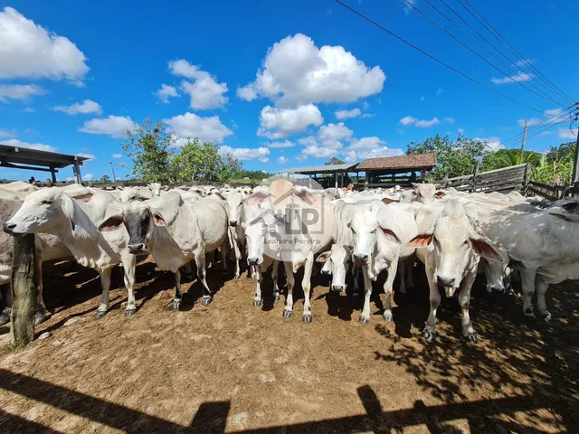 Imagem 5: Fazenda/Sítios/Chácaras de 2300000m² no bairro Banqueiros, em Araruama