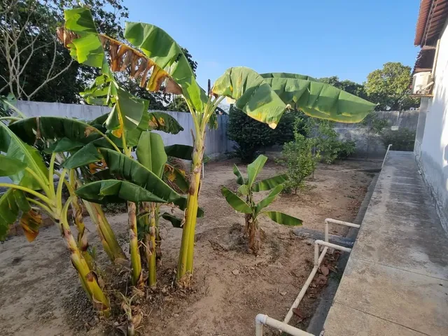 Imagem 4: Olhe que sitio Maravilhoso venha conferir e ver que existe paraíso na terra sim