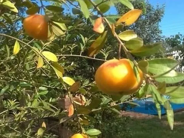 Imagem: Casa em Condomínio 2 Dormitórios À Venda