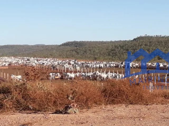 Imagem 14: Sítio/Fazenda à Venda, 600 alqueires por R$ 45.000.000 Cód. ch1743