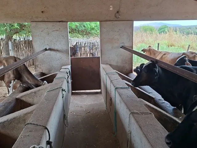 Imagem 4: Fazenda com 30 ha , toda estruturada e auto sustentavel (agronegocio/ energia so