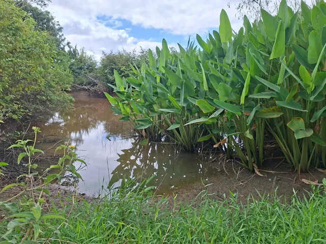 Imagem: Sitio situado em Guaiuba/Ce. Com terreno