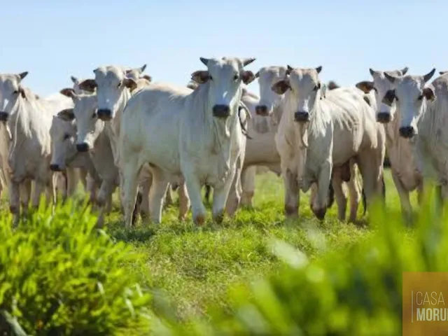 Imagem: Fazenda com 4.867,00 hectares em TO Oportunidade
