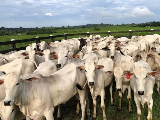 Imagem 4: Fazenda com 4.867,00 hectares em TO: Oportunidade Imperdível!