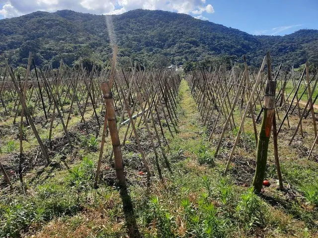 Imagem 2: Terreno à Venda, Plano, Nível da Rua, com 11.089 m2. Sul do Rio, Santo Amaro da
