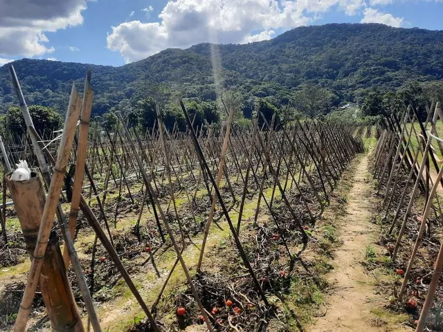 Imagem 10: Terreno à Venda, Plano, Nível da Rua, com 11.089 m2. Sul do Rio, Santo Amaro da