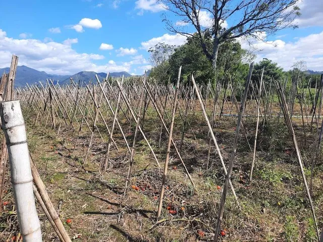Imagem 14: Terreno à Venda, Plano, Nível da Rua, com 11.089 m2. Sul do Rio, Santo Amaro da