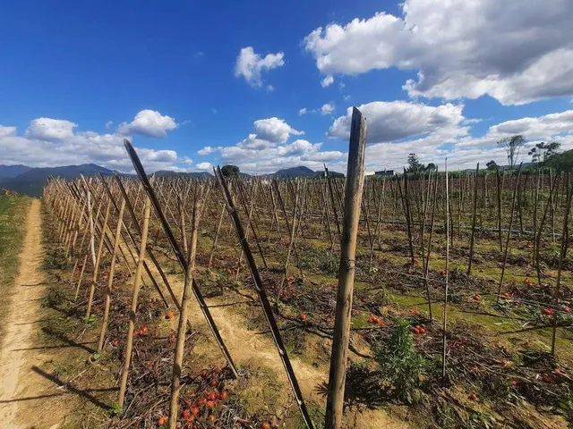 Imagem 7: Terreno à Venda, Plano, Nível da Rua, com 11.089 m2. Sul do Rio, Santo Amaro da