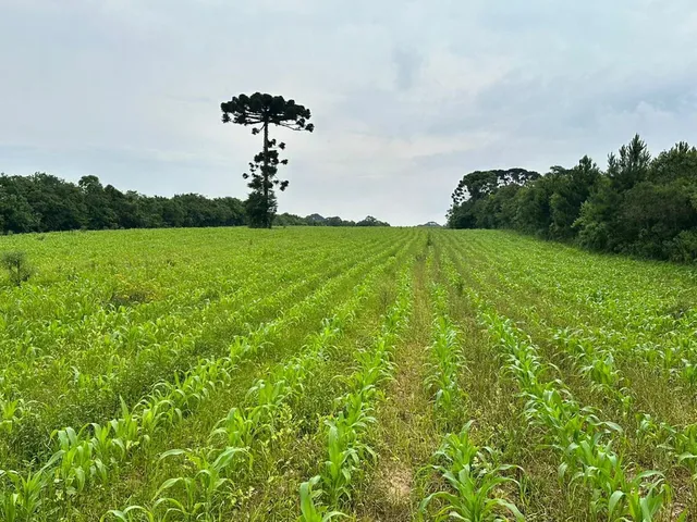 Imagem 2: Terreno 29.700m2, em Umbará - Curitiba/PR