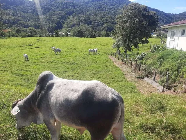 Imagem 2: Terreno À Venda, 36.846 M2, com Viabilidade para Loteamento. Sul do Rio, Santo Amaro da Imperatriz, Sc