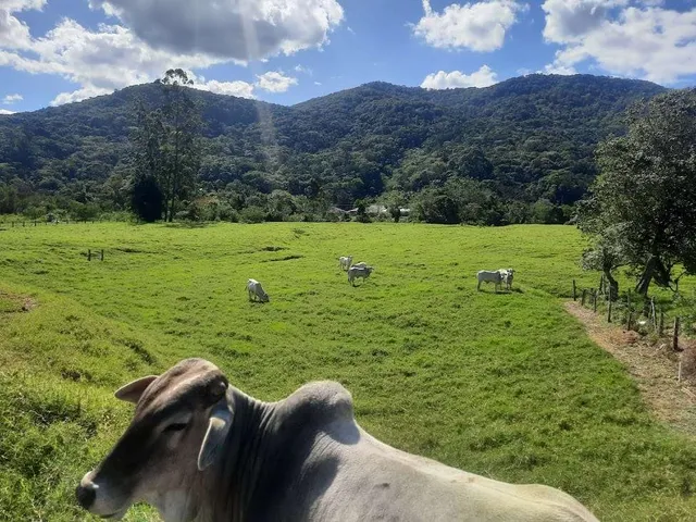 Imagem 15: Terreno À Venda, 36.846 M2, com Viabilidade para Loteamento. Sul do Rio, Santo Amaro da Imperatriz, Sc