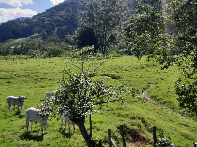 Imagem 13: Terreno À Venda, 36.846 M2, com Viabilidade para Loteamento. Sul do Rio, Santo Amaro da Imperatriz, Sc