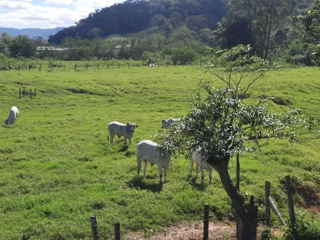 Imagem 11: Terreno À Venda, 36.846 M2, com Viabilidade para Loteamento. Sul do Rio, Santo Amaro da Imperatriz, Sc