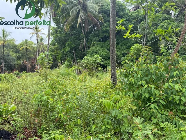 Imagem 4: Lote à Venda em Mata de São João 2786m² Próximo ao Castelo Garcia d?Ávila