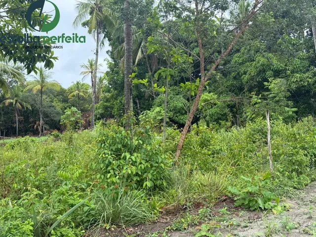 Imagem 8: Lote à Venda em Mata de São João 2786m² Próximo ao Castelo Garcia d?Ávila