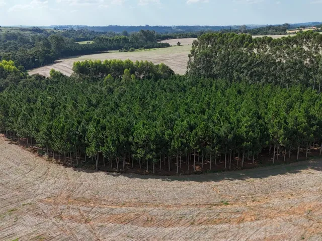 Imagem 14: EXCELENTE SÍTIO A VENDA EM ITAPETININGA - SP* ?? Formação: Agricultura e