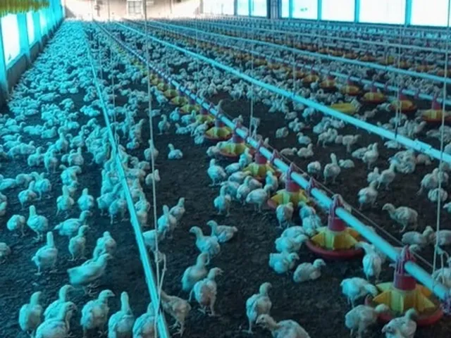 Imagem 9: Sitio com granja de corte para venda na região de Paraiso do Tocantins-TO