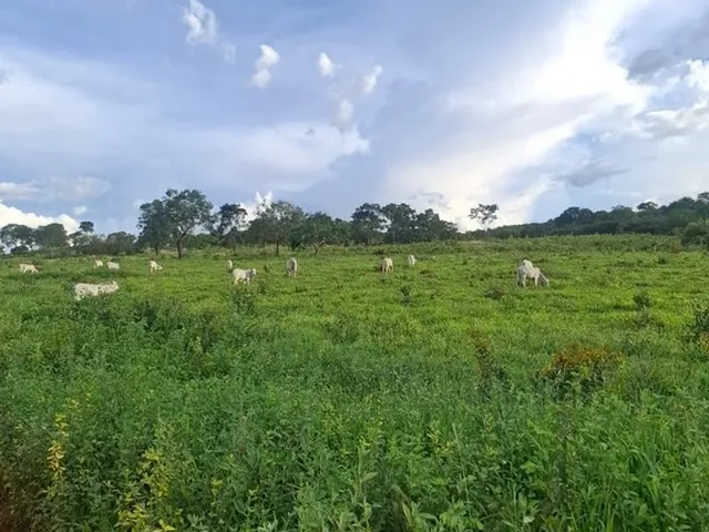 Imagem: Excelente fazenda tripla aptidao para venda