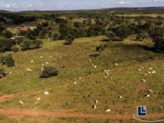 Imagem 9: Excelente fazenda tripla aptidao para venda em Curvelo-MG com 536 hectares na pecuária