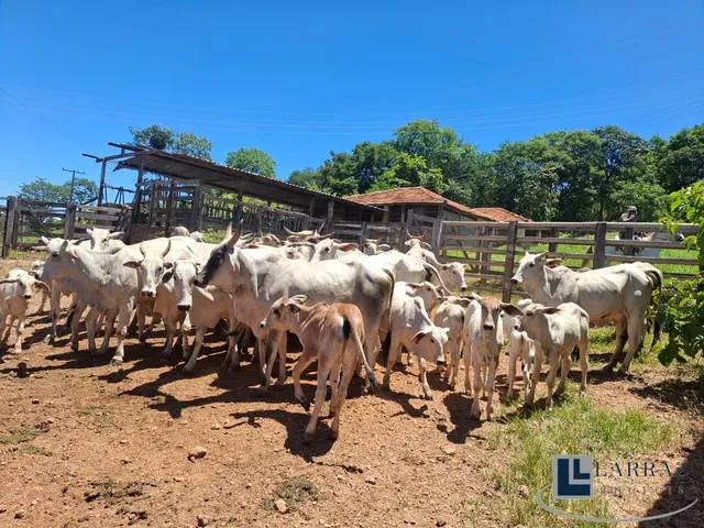 Imagem 2: Excelente fazenda tripla aptidao para venda em Curvelo-MG com 536 hectares na pecuária