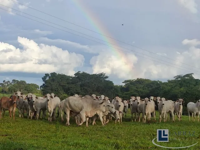 Imagem 3: Excelente fazenda tripla aptidao para venda em Curvelo-MG com 536 hectares na pecuária