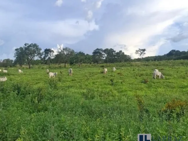 Imagem 16: Excelente fazenda tripla aptidao para venda em Curvelo-MG com 536 hectares na pecuária