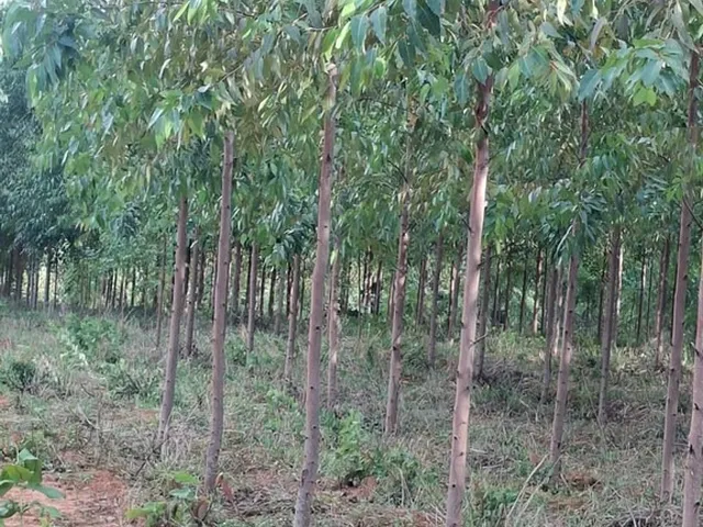 Imagem 7: Excelente fazenda tripla aptidao para venda em Curvelo-MG com 536 hectares na pecuária