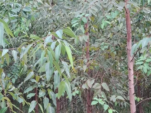 Imagem 10: Excelente fazenda tripla aptidao para venda em Curvelo-MG com 536 hectares na pecuária