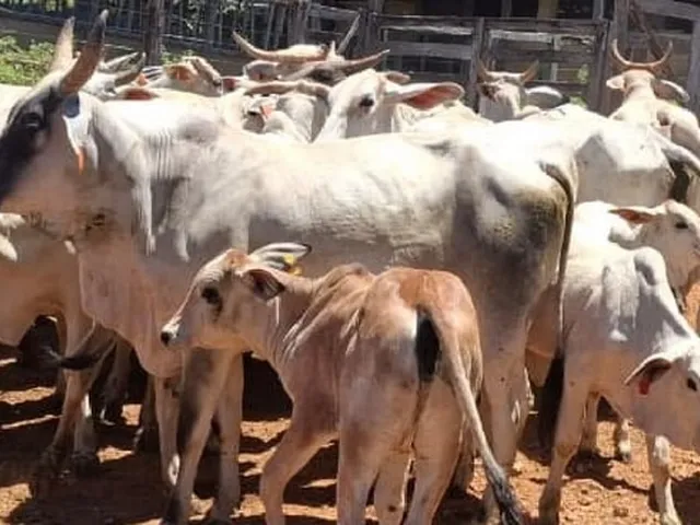 Imagem 5: Excelente fazenda tripla aptidao para venda em Curvelo-MG com 536 hectares na pecuária