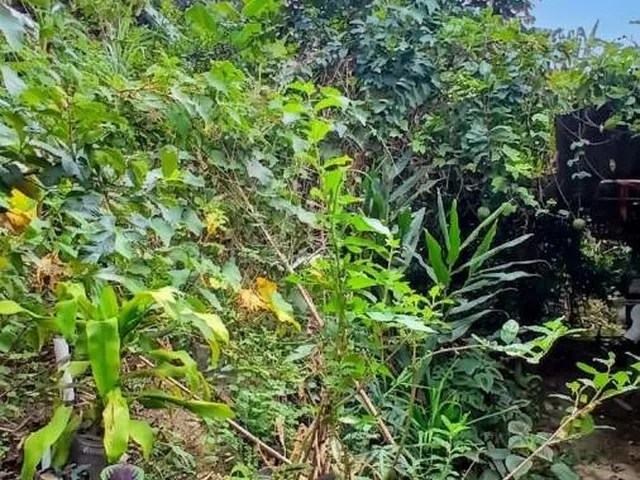Imagem 6: Sítio para Venda em Rio Bonito, Sambê, 3 dormitórios, 3 suítes, 2 banheiros, 1 vaga