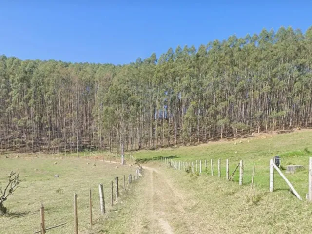 Imagem: FLORESTA DE EUCALIPTO A VENDA EM PARAÍBUNA
