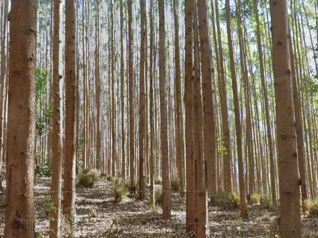 Imagem 12: FLORESTA DE EUCALIPTO A VENDA EM PARAÍBUNA NA REGIÃO DO VALE DO PARAÍBA* ?? ÁREA